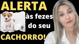 Sinais de alerta no coco do seu cachorro| O que o cocô do seu cachorro diz sobre a saúde dele?