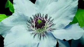 Proven Winners&reg; ColorChoice&reg; Flowering Shrubs - 2021 Hulu Commercial - Spring Is in the Air