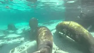 [HD] Snorkeling With Manatees in Crystal River, 2015