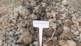 First year inground country garden update: building rows and planting fresh vegetables