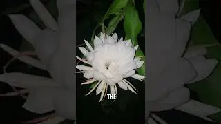 Kadupul flower is the most expensive flower in the world #shorts #youtubeshorts
