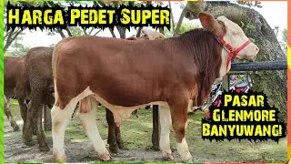 Harga Sapi Pedet Super Pasar Glenmore Banyuwangi Jatim