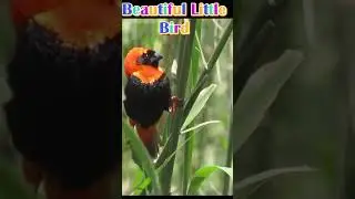Beautiful Little Orange and  Black Bird #birds #natureonlymedia #birdmedia