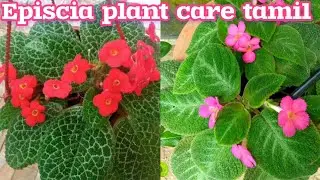 Episcia cupreata plant |episcia plant care easy growing hanging plants|beautiful indoor plants tamil