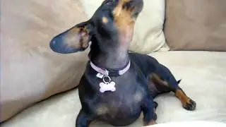 Dolley, the Singing Dog;  Video Taped by Deborah Hayter