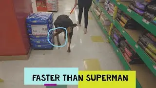 ROTTWEILER MARKING | #Steele