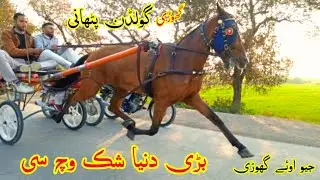 Golden Pathani Ghori Try || Tanga Race || #shughalmela #horse #race