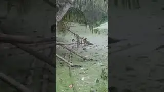 Pet Cat, Pet Dog & Crow, bird, Kolkata India #cat #petcat #pet #petcatvideo #catvideo #crow #dog