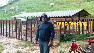 Work completed on creep feeding, a project for calves.