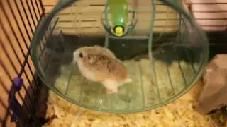 Dwarf Hamster Fail