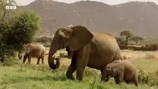 ​Witnessing History: Documenting Elephant Migration