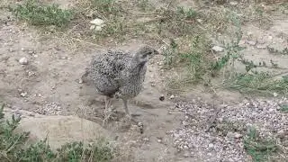 More Sage Grouse