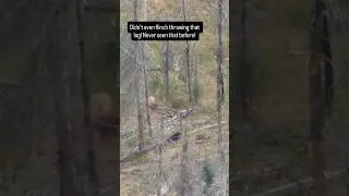 ELK DOING DEADLIFTS 😳