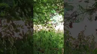 Moissonneuse batteuse Charente 05 2025 nature agriculture machine machines engine Pixar Cars engin