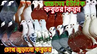 ইতিহাসের সেরা কবুতর কালেকশন ডিম বাচ্চাসহ কমদামে বিক্রি হবে #bdpets 