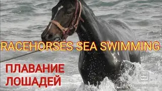 IN THE #SEA AGAIN WITH THE HORSES EXERCISE AND SWIMMING #КОННЫЙСПОРТ ТРЕНИРОВКИ ЛОШАДЕЙ