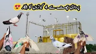 4 Kabutar Pakray Parwaazi Chhat Se 😍 | Sheikhoo Pigeons Club