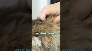 Comment tenir un chat pour lui couper les griffes