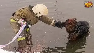 23 Acts Of Kindness Towards Animals That Asked People for Help ! #Q20