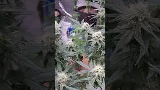 💥THC X SMG GROWOFF 2024💥GORILLA FACE Auto tall/chunky! Big Shoutout & thanks to @PollenSax 🫡