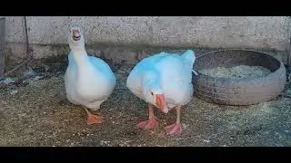 Kazlarım özel gösterim - 11 ocak 2024