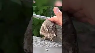 Helping the Abandoned Baby Owl.#rescue #animals #animalrescue #owl #owls #owlrescue