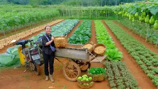 Harvest: Peanuts, Mustard Greens, Sweet Leaf, Chayote Go To The Market To Sell, Peaceful Life