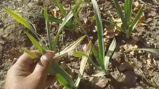 G1 garlic information#agriculture #farming #garlic #shortvideo #viralshort 