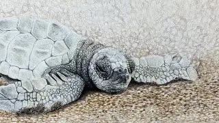 Olive ridley coloured pencil drawing