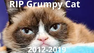 RIP Grumpy Cat