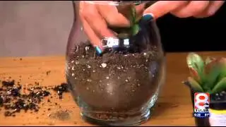 DIY Terrarium
