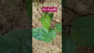 Pan ka patta #pan #bettle #shortsfeed #bettleleaf