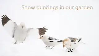 Snøspurv- Snow bunting- Plectrophenax nivalis