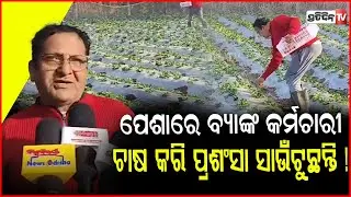ପେଶାରେ ବ୍ୟାଙ୍କ କର୍ମଚାରୀ ,ଜମିରେ ଷ୍ଟ୍ରବେରି ଚାଷ କରି ପ୍ରଶଂସା ସାଉଁଟୁଛନ୍ତି !Strawberry Farming In Balangir