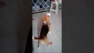 Taco doing cercus feets