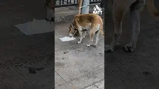 This lonely dog is very hungry. #lonelydog #doglove #hungrydog  #streetdogs #helpanimals #animalcare