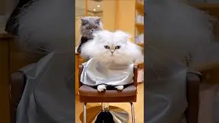 Worst Barber Ever? ✂️🐈 Cat Salon Fail
