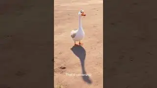 This Goose Was Guarding NOTHING&hellip; And Took It Personally 🪿