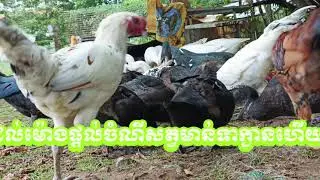 Animalsfeeding #ducklingspro #duckfarming #duckforsale #geesehunting #geesefeeding#geesefarming#duck