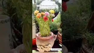 Rare Imported Portulaca Flower Seed Online Sale 🔥 #portulaca #flowers #plants #gardening