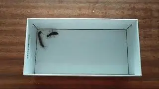 Staphylinus caesareus VS Lithobius forficatus