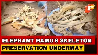 Elephant Ramu&rsquo;s Skeleton Preservation Underway In Bhubaneswar, Display Planned For Tourists | Odisha