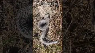 Catching venomous snakes 🐍