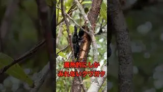 標高が高いところにいるとされてるめちゃかっこいいクワガタが秋にとれます