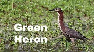Get To Know the Green Heron