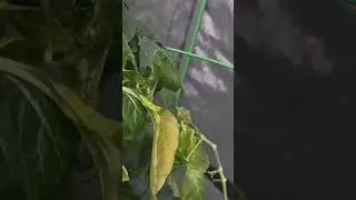 #pepper #peppers #garden #gardening #naturesthumb #growth