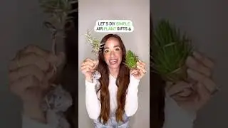 5 minute simple DIY air plant gift