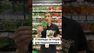 🥒ГИБРИДЫ ОГУРЦОВ ДЛЯ ПОДОКОННИКА 🔥
