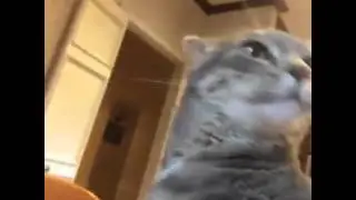 CAT - THERE IS EBOLA IN AMERICA - VINE