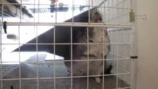 Angry Chinchilla Sounds